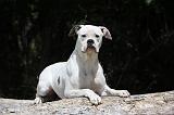 BOULEDOGUE AMERICAIN 114